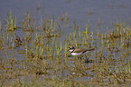 little ringed plover