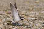 Little Ringed Plover