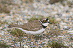 Little Ringed Plover