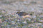 little ringed plover