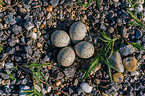 little ringed eggs