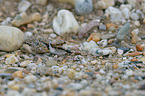 little ringed plover