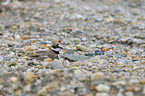 little ringed plover