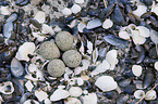 Little Ringed Plover clutch