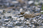 Little Ringed Plover