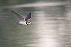 flying Little Ringed Plover