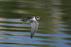 flying Little Ringed Plover