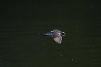 flying Little Ringed Plover