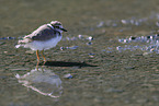 little ringed plover