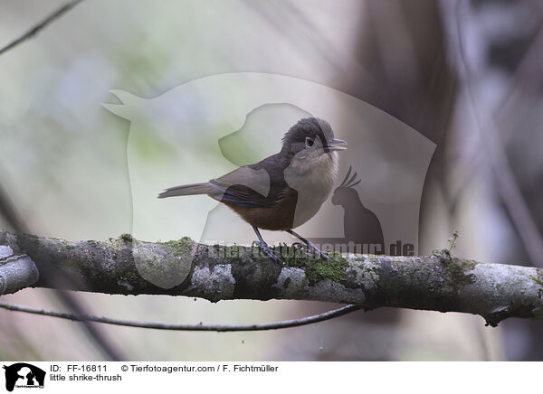 Walddickkopf / little shrike-thrush / FF-16811