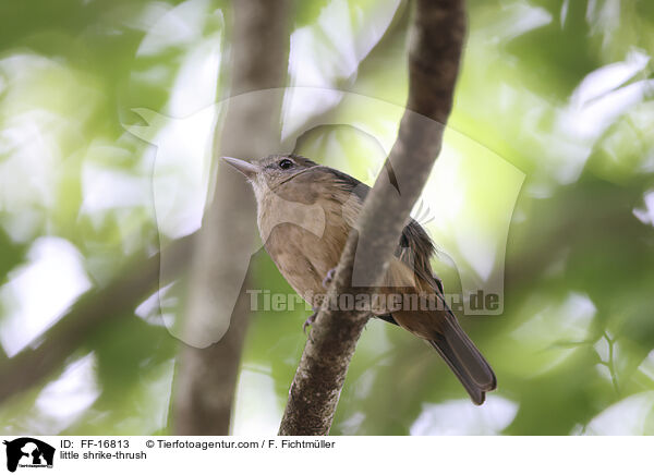 Walddickkopf / little shrike-thrush / FF-16813
