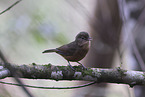 little shrike-thrush