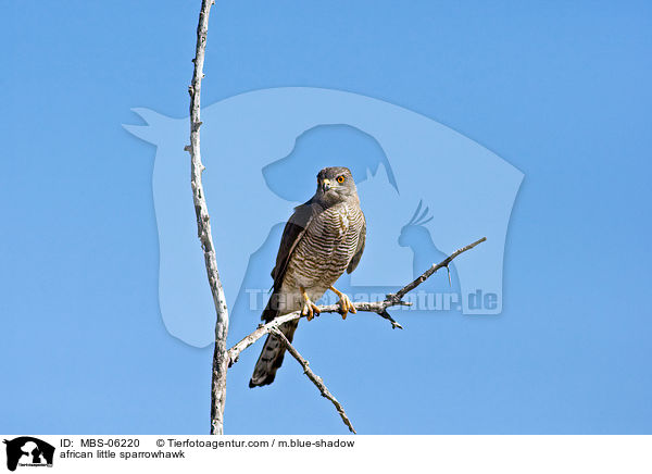 african little sparrowhawk / MBS-06220