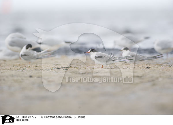 little terns / THA-04772