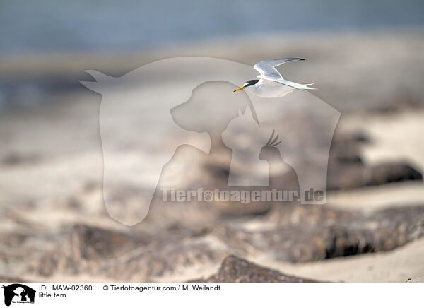 Zwergseeschwalben / little tern / MAW-02360