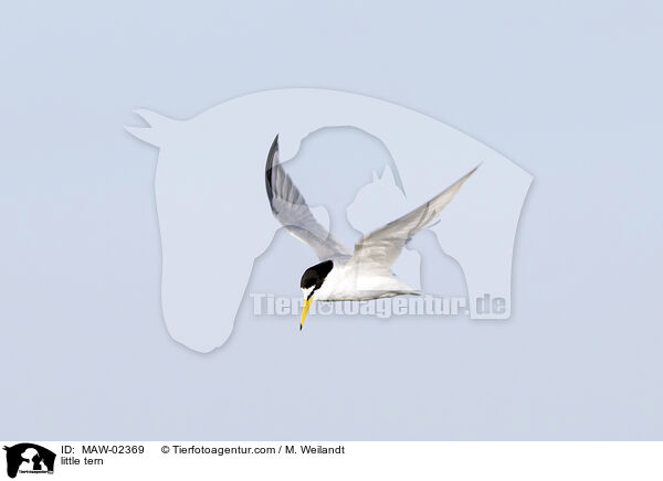 little tern / MAW-02369
