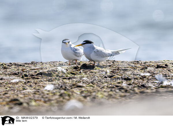 Zwergseeschwalben / little tern / MAW-02379