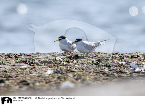 Zwergseeschwalben / little tern / MAW-02380