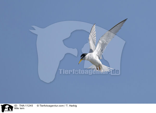 Zwergseeschwalbe / little tern / THA-11245