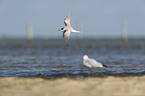 little tern