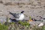 little tern