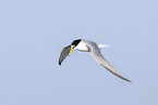 little tern