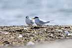 little tern