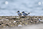 little tern