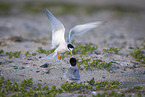 little tern