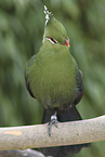 Livingstone's Turaco
