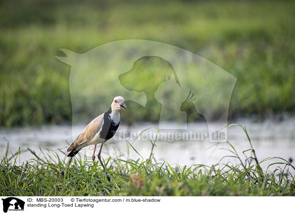 standing Long-Toed Lapwing / MBS-20003