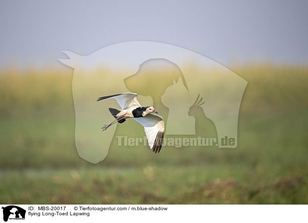 flying Long-Toed Lapwing / MBS-20017