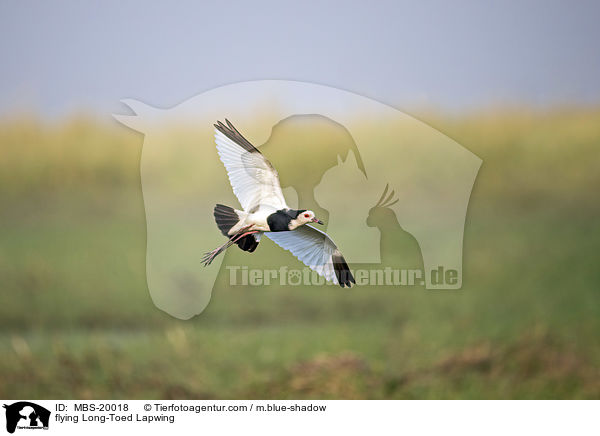 fliegender Langzehenkiebitz / flying Long-Toed Lapwing / MBS-20018