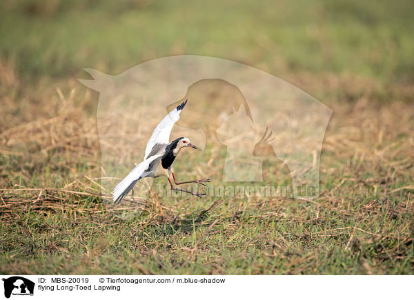 flying Long-Toed Lapwing / MBS-20019