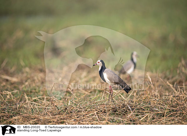 standing Long-Toed Lapwings / MBS-20020