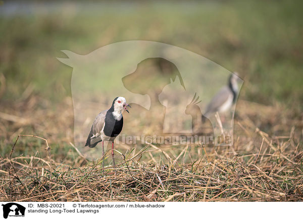 stehende Langzehenkiebitze / standing Long-Toed Lapwings / MBS-20021