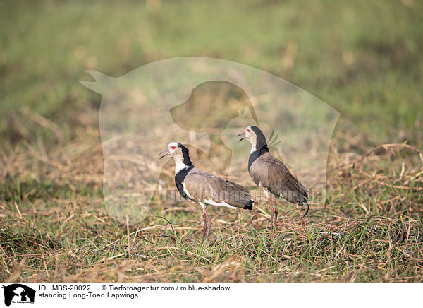 standing Long-Toed Lapwings / MBS-20022
