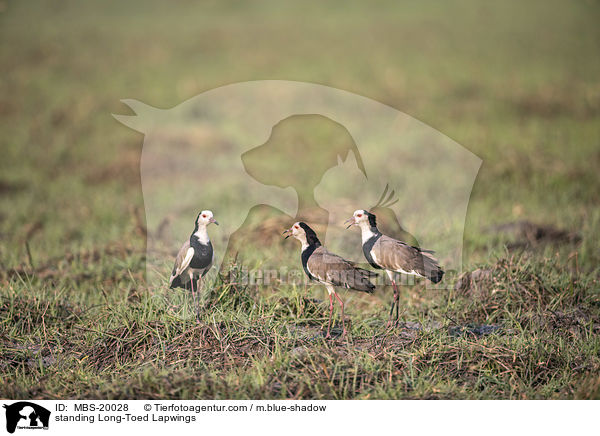 standing Long-Toed Lapwings / MBS-20028