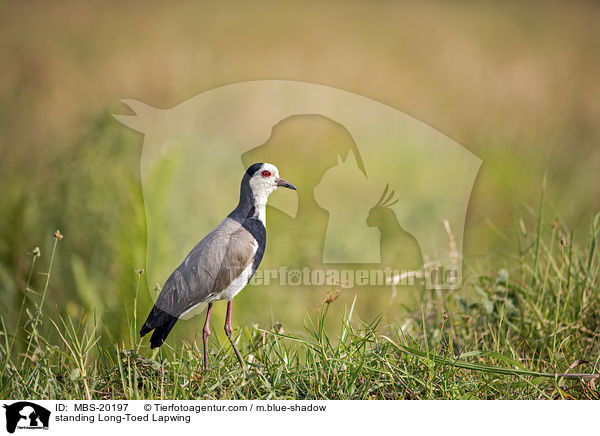 standing Long-Toed Lapwing / MBS-20197