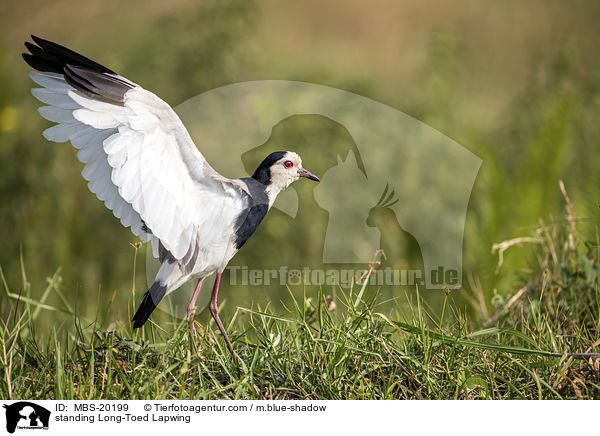 standing Long-Toed Lapwing / MBS-20199