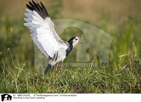 stehender Langzehenkiebitz / standing Long-Toed Lapwing / MBS-20200