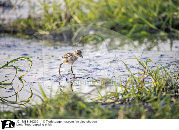 laufendes Langzehenkiebitz Kken / Long-Toed Lapwing chick / MBS-20206