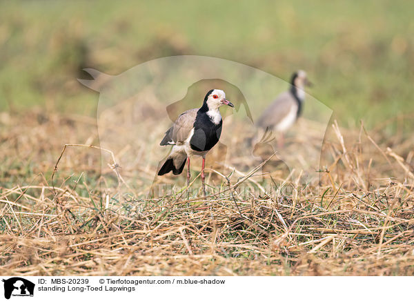 standing Long-Toed Lapwings / MBS-20239