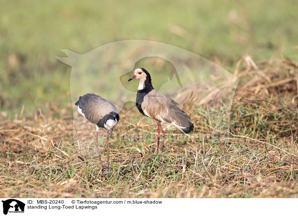 standing Long-Toed Lapwings / MBS-20240