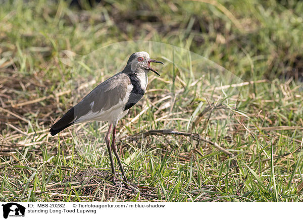 standing Long-Toed Lapwing / MBS-20282