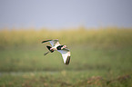 flying Long-Toed Lapwing