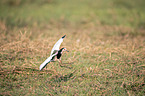 flying Long-Toed Lapwing