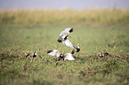 Long-Toed Lapwings