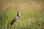 standing Long-Toed Lapwing