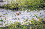 Long-Toed Lapwing chick